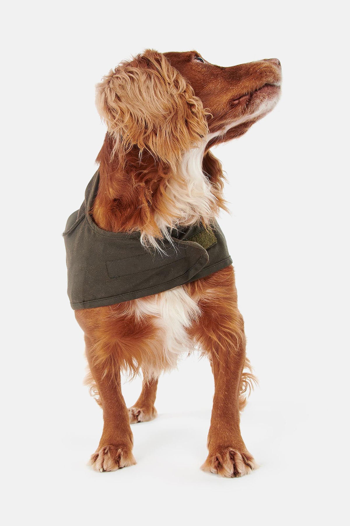 犬服・アクセサリー barbour wax dogs coat Barbour Wax Dog Coat | Free People